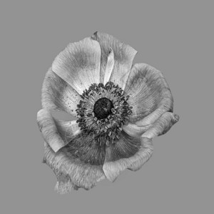 美术静物花卉单色宏单孤立的大开海葵花与复古绘画风格的灰色背景图片