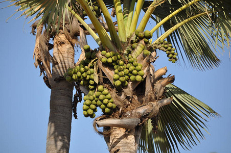 Borassus棕榈树的果实图片