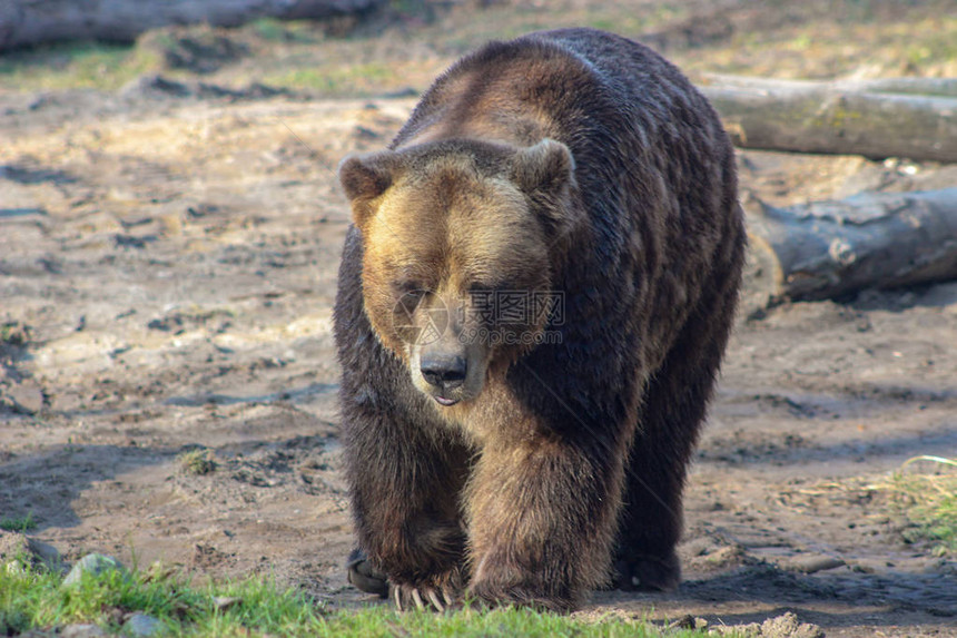 棕熊在草地上行走寻找食物图片