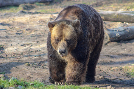 棕熊在草地上行走寻找食物图片
