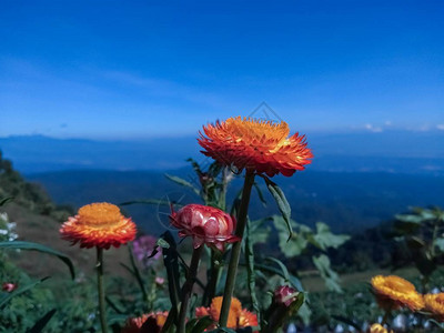 山上五颜六色的花图片