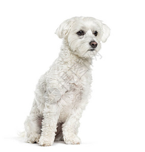坐在白色背景面前的马耳他狗图片