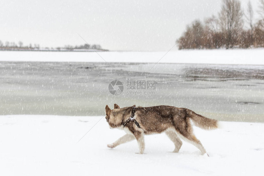 胡斯基狗在海滩上行走狗崇拜冬天图片