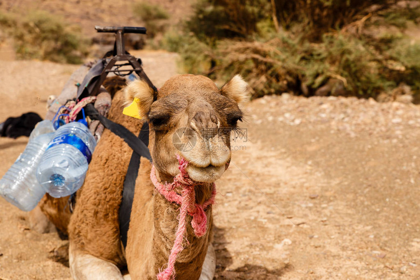 骆驼在摩洛哥撒哈拉沙漠图片
