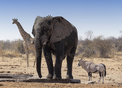 大型非洲大象半兽类和长颈图片