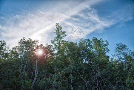阳光穿过红树林图片