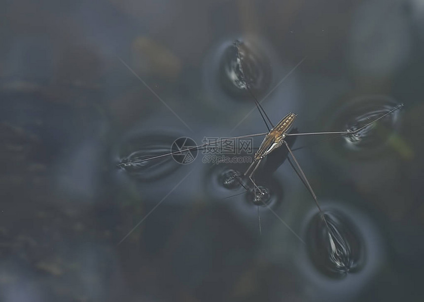 小水黾昆虫图片