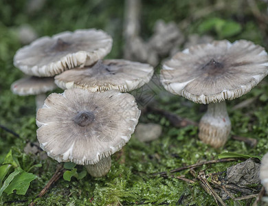 野生丛林蘑菇和木耳图片