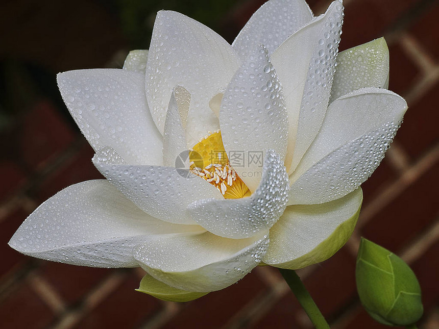白瓣莲花图片
