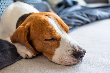 比格勒狗肖像疲劳的狗睡在图片