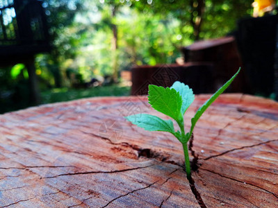 生长通过树桩干的植物图片