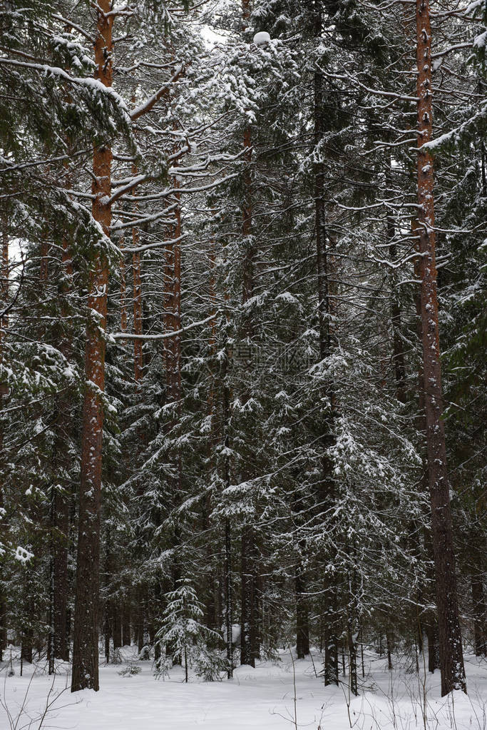 青春初的森林木枝叶被大雪融化的图片