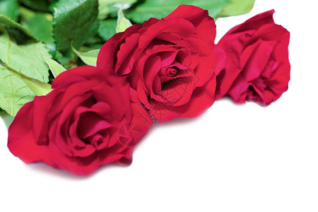 白色背景中的红玫瑰花束图片