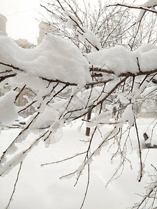 在大雪过后图片