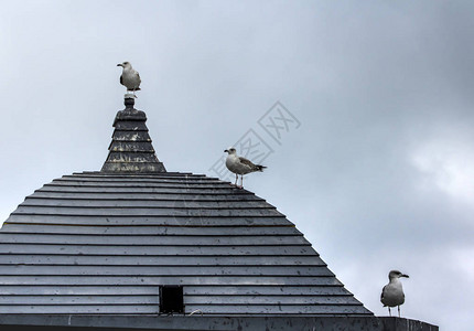 三只海鸥在屋顶上等待戈多等待戈多是塞缪尔贝克特1953年的著名文学作品反乌托邦背景图片