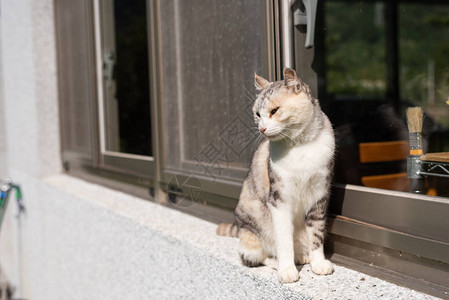 灰色猫站在屋外窗户附近图片