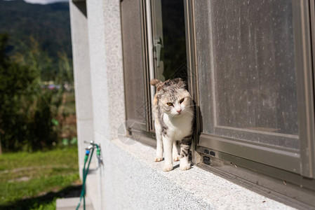 灰色猫站在屋外窗户附近图片