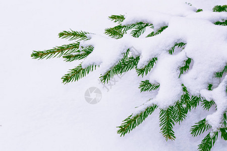 冰冻的冬季森林有雪覆盖的树木图片