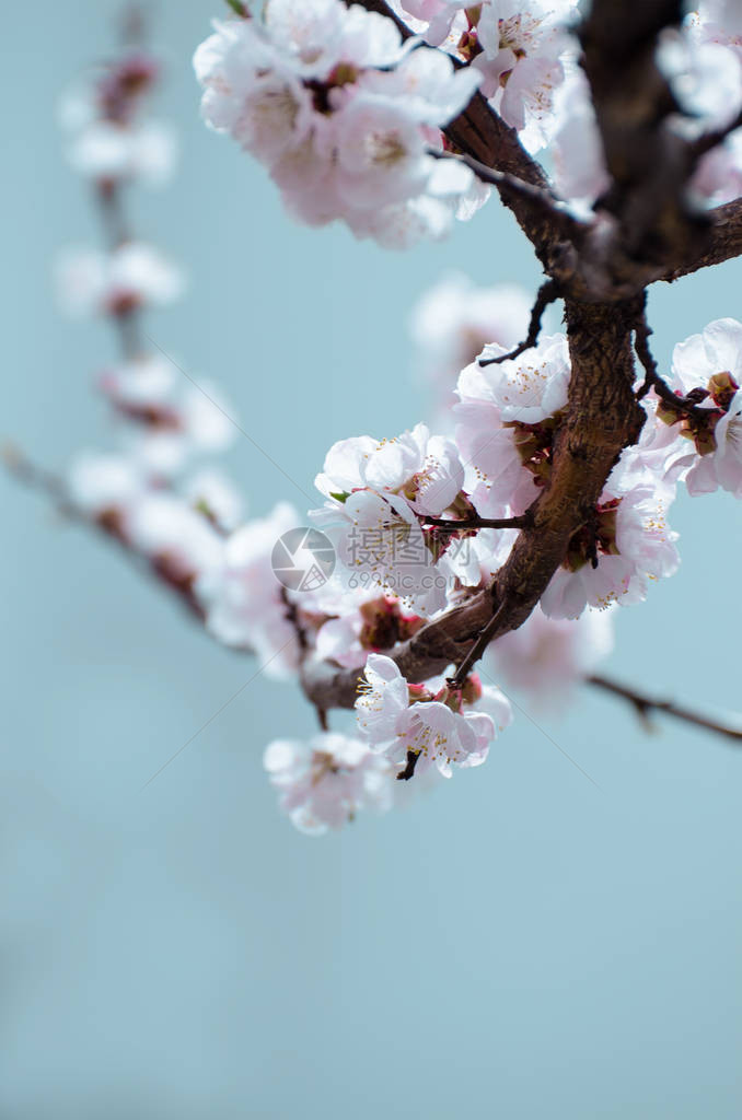 花园里盛开的杏仁美丽的春季背景和古图片