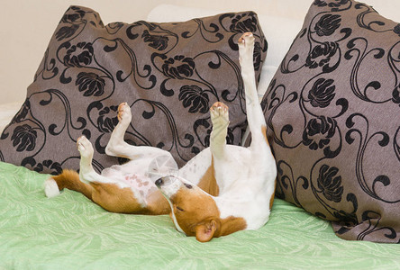 DormantBasenji狗在沙发上穿图片