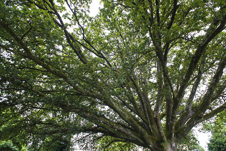 绿叶大树的低视角背景图片