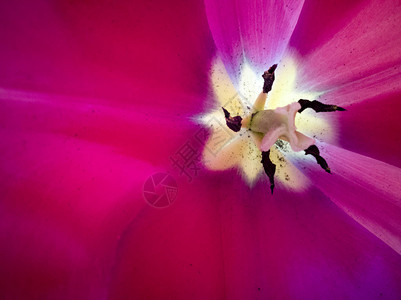 红色郁金香的雄蕊雌蕊和花粉图片