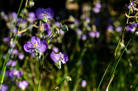 紫色Tradescantia或蜘蛛草花是野花可以吃和装饰在菜图片