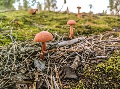 草丛中的森林蘑菇采集蘑菇蘑菇照片图片