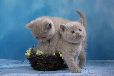 蓝色背景中可爱的英国短毛猫图片