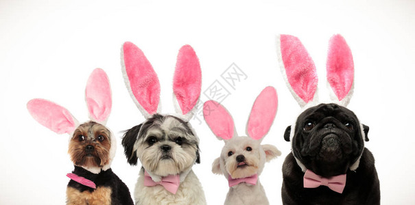 四只可爱的小狗在复活节时戴着兔子耳图片
