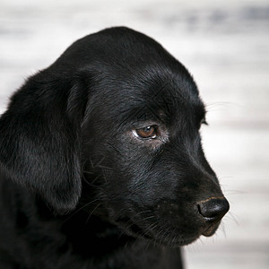可爱的黑色实验室小狗图片