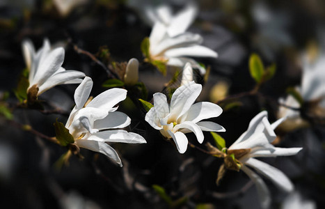 春天盛开的玉兰树开着白花图片