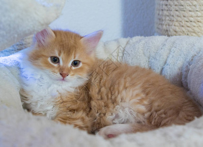 可爱的毛茸的西伯利亚小猫家畜的长毛猫背景图片