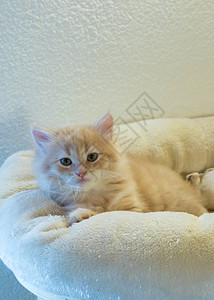 可爱的毛茸的西伯利亚小猫家畜的长毛猫背景图片