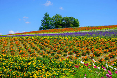 北海道的花园图片