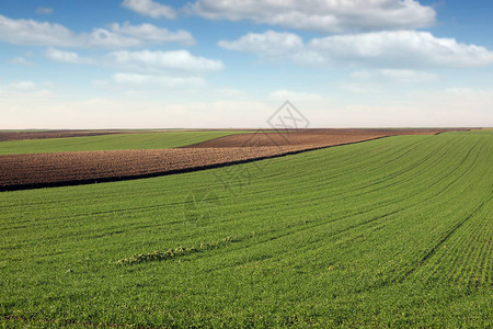 春天的年轻绿色小麦农田景观图片