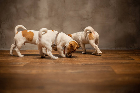 JackRussellTerrier小狗被玩弄在木地板图片