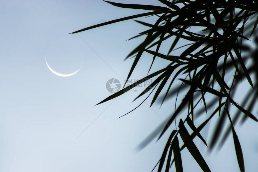 剪影竹叶与天空背景上的新月图片