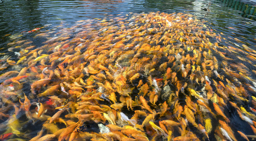 五颜六色的锦鲤或花式鲤鱼群在池塘里图片