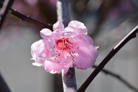 紫叶梅拉丁名PrunusxblireianaPrunusbli背景图片