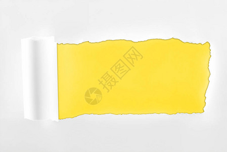 黄色背景上有卷边的破烂纹理白纸图片