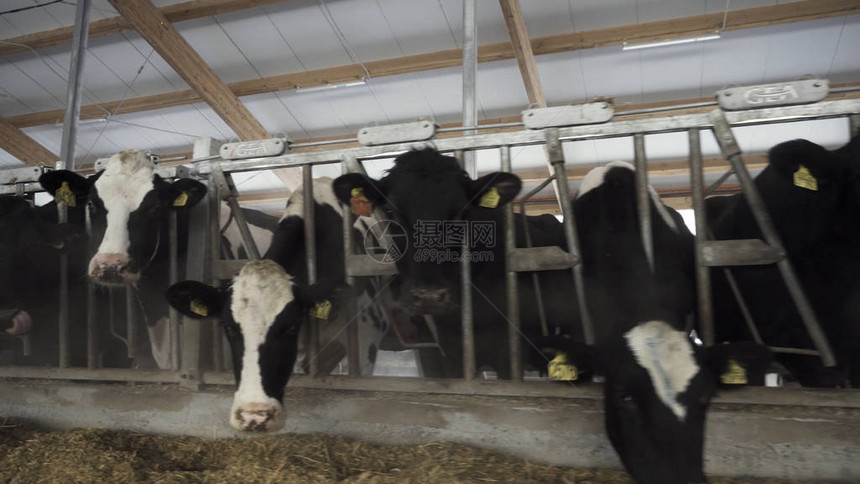 关闭在农场的大牛棚里喂奶的牛奶牛场的图片
