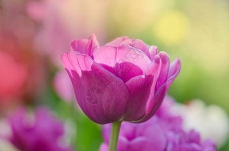 紫色郁金香花有紫色图片