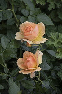 美丽的大淡橙色玫瑰在模糊的背景背景图片