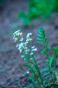天然绿色草地背景上的白色春天花朵自然背景图片