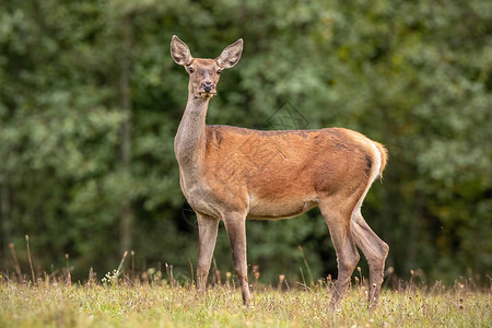 好奇的野生红鹿elaphus后站在森林草地上的夏季自然风光警惕欧图片