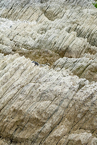 Kaikoura不寻常的沿海地貌白色分层沙石形图片