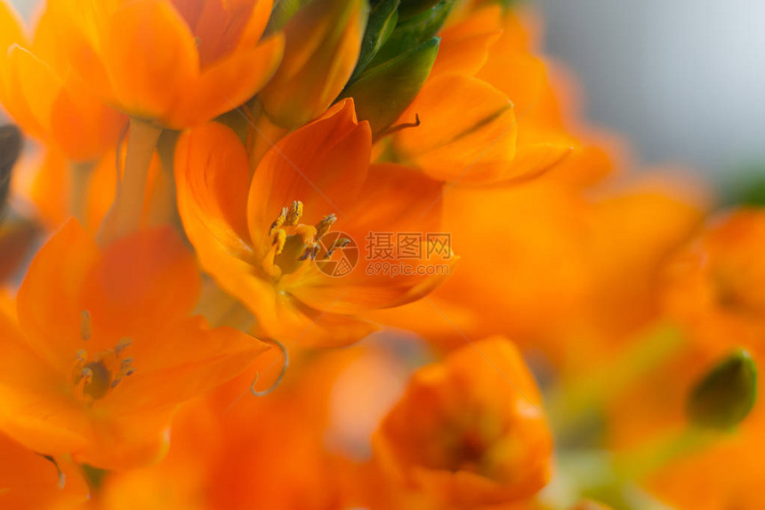 橙色背景的橙色花朵图片