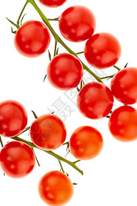白背景樱桃蔬菜的成熟樱桃西红柿分枝白色背图片