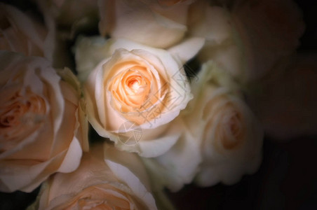 明亮的粉红玫瑰背景图片